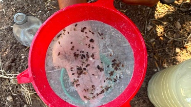 Akhisar'da Zeytin Zararlıları İçin Kontroller Devam Ediyor