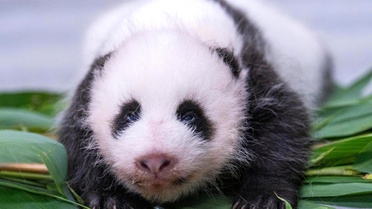 Güney Kore'de Panda Yavrusu Doğdu