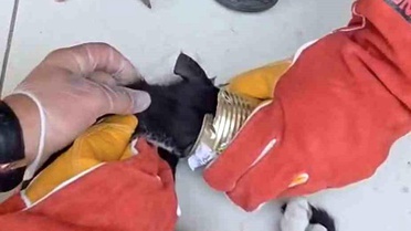 Batman'da yaramaz kedi kafasını tenekeye sıkıştırdı, itfaiye kurtardı