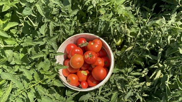 Çanakkale Domatesinde Erken Hasat Başladı