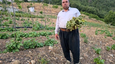 Adana'da Çekirge Krizi