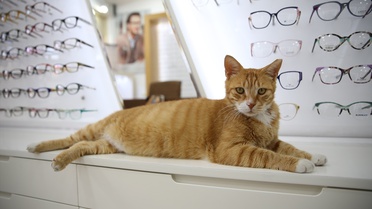 Kedi Sevgisiyle Güvenli Alan Yaratıyor