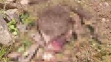 Gümüşhane'de kaybolan ineği ayı parçaladı