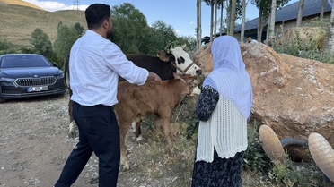 Yüksekova'da ineği ölen 7 çocuk annesine 2 inek ve 2 buzağı hediye