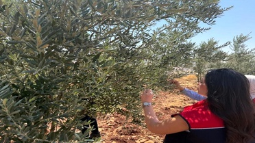 Şırnak'ta Zeytin Üreticilerine Destek