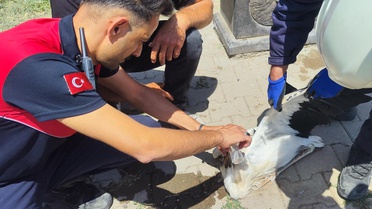 Sivas'ta aşırı sıcak leyleğe baygınlık geçirtti: Yardımına itfaiye koştu