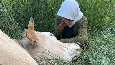 Çaresizliğin fotoğrafı: İneğine sarılıp saatlerce ağladı