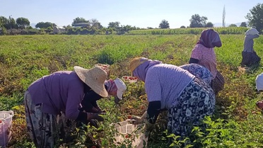 Aydın'da Domates Hasadı Sürüyor