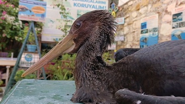 Yaralı Karaleylek Tedavi Altına Alındı