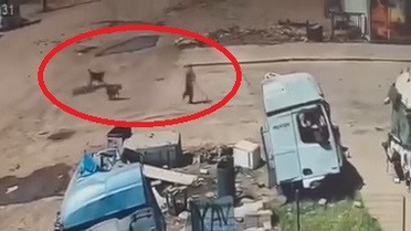 Silopi'de Köpek Saldırısından Çocuk Kurtarıldı