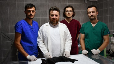 Osmaneli'nde Kedinin Göz Enfeksiyonu Operasyonla İyileştirildi
