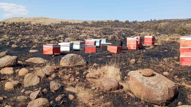 Elazığ'da Arazi Yangını: Arı Kovanları Zarar Gördü