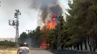 Nizip'te Orman Yangını Kontrol Altına Alındı