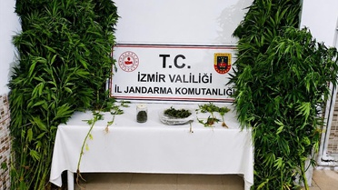 Ödemiş'te Hint Keneviri Yetiştiren Şüpheli Tutuklandı