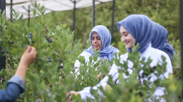 Kadınlardan Yaban Mersini Kooperatifi