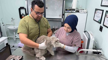 Bursa'da Kedi Kliniği Karıştırdı