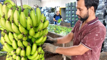 Mersin'de Yerli Muz Fiyatları Düşüyor