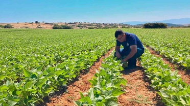 Afyonkarahisar'da Hastalık ve Zararlı Takibi