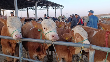 Sorgun Hayvan Pazarı'nda Fiyat Durgunluğu