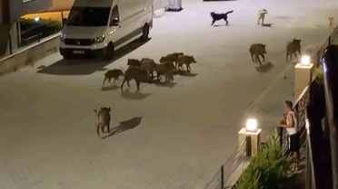Serengeti değil Türkiye'nin tatil cenneti! Çığlıklarını duyan sürü yardıma koştu