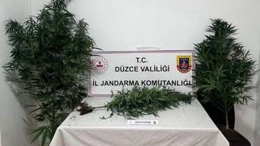 Düzce'de Kenevir Operasyonu