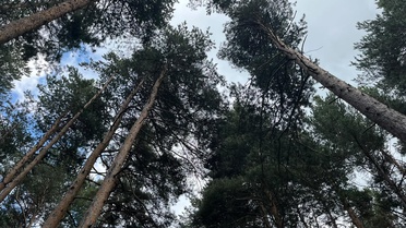 Sarıçam İbrelerinden 'Pinene' Yağı Üretimi