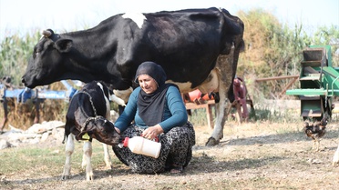 Ceyhan'da Üçüz Buzağı Sevinci
