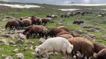 İki Mevsim Bir Arada: Çakırbey Yaylası'nda Kar ve Yeşil Meralar