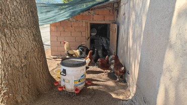 Oğuzlar'da 4 Tilki Sokakta Oynadı