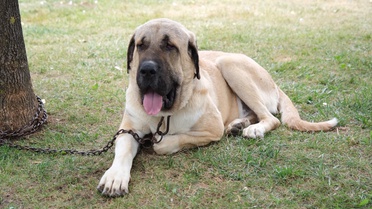 Çorum'da Türk Çoban Köpekleri Şampiyonası