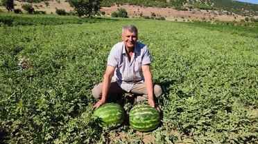 Denizli'de İlk Karpuz Hasadı Başladı