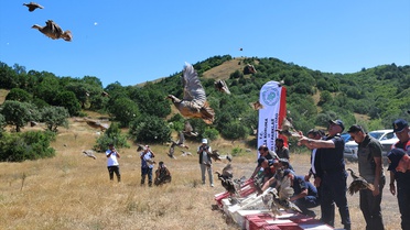 Sivas'ta doğaya 500 kınalı keklik salındı