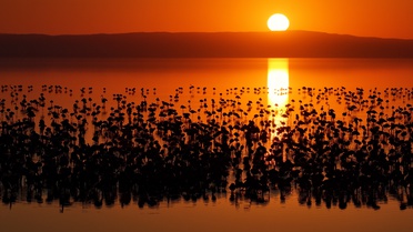 Tuz Gölü'nde 12.800 Flamingo Yavrusu!