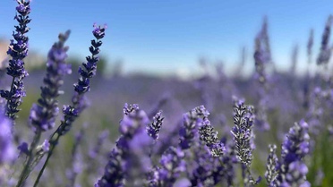 Van YYÜ Tıbbi Aromatik Bitkiler Bahçesi
