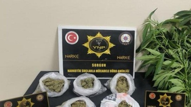 Sorgun'da Esrar ve Kenevir Operasyonu