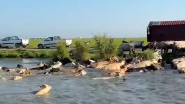 İpsala'da İnceler Suya Taşınarak Kurtarıldı