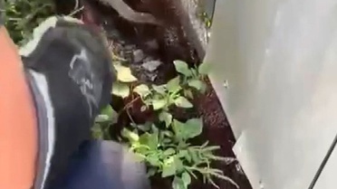 Hatay'da Yılanlar Yakalandı