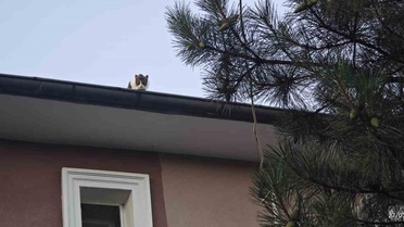 Kedi Apartman Çatısında Mahsur Kaldı