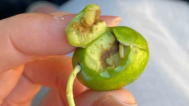 Didim'de Zeytin Sineği Uyarısı!