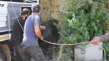 Kızgın Boğa Sivas'ı Korkuttu
