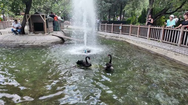 Kuğulu Park'ta 4 Yeni Yavru Kuğu