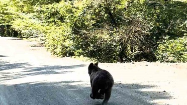 Bolu'da Ayı Yolda Koştu