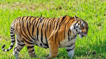 Çin'de Kaplan ve Leopar Popülasyonu Artıyor