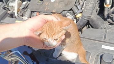 Otomobil Motorundan Kedi Yavru Kurtarıldı