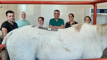 Diyarbakır'da Yarış Atına Fizik Tedavi