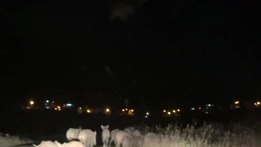 Gercüş'te Yaban Domuzu Sorunu