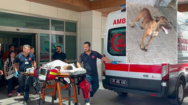 Sahibinden kaçan köpek, 3 yaşındaki çocuğu ağır yaraladı