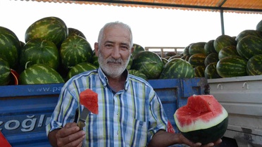 Osmaneli Karpuzunda Hasat Devam Ediyor