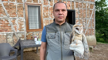 Fatsa'da Baykuş Yavruları Doğaya Salındı