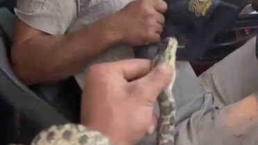 Yılanın Yumurtayı Yutma Anı Kaydedildi